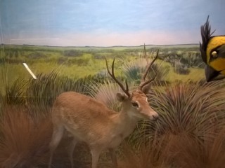 Propuesta integrada de Títeres y Ciencias en el Museo Provincial de Historia Natural